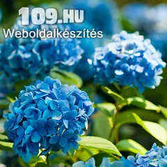 Hortenzia macrophylla nikko blue