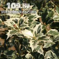illatvirág osmathus heterophyllus