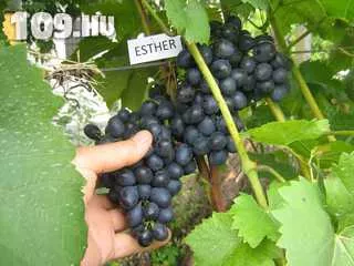 Esther szabadgyökeres szőlő oltvány rezisztens