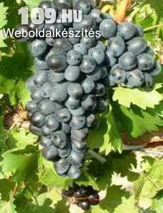 Néró rezisztens kék csemegeszőlő szabadgyökeres dugvány korai érésű